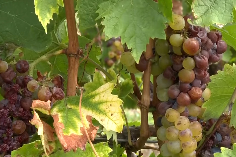 Minőség tekintetében kiemelkedő évjáratot tudhatnak magukénak a borászok Tokaj hegyalján